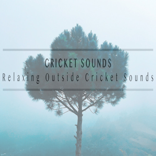 Stream Cricket Sounds Listen To Relaxing Outside Cricket Sounds
