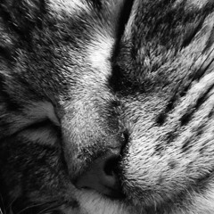 Stolen Kisses