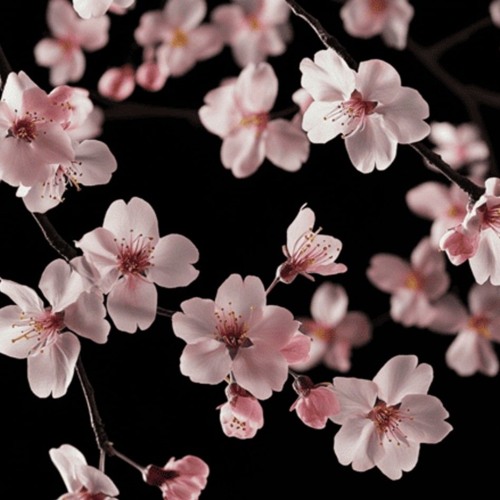 Темный принц - овердоз (romantic edition)