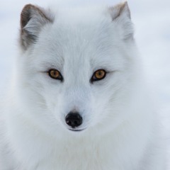 Shall Be - Polar Fox