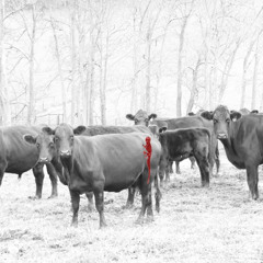 $amaad - leaving & mising the hood (1eloyyy bruno)