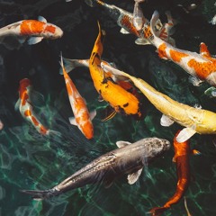 Koi Pond [Prod. Matt Spoon] @ripcoye