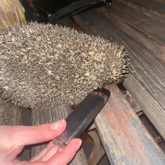 роналду топ