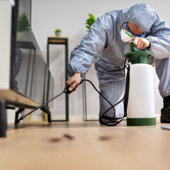 How Professional Pest Control Can Enhance Workplace Safety and Hygiene