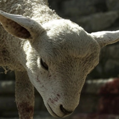 By the Blood of The Lamb v 2.0