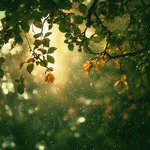 Rain 1: And the rain begins