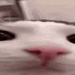 bleh cover