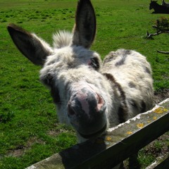 Goat Appeal