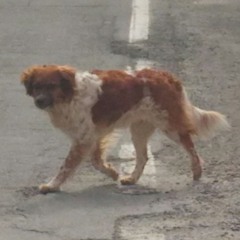FILIPPO il cane libero