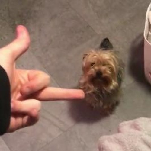 01_forestfolk(lucidtrip).m4a