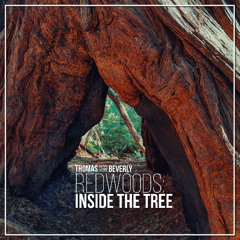 AM88 Redwoods: Inside the Tree