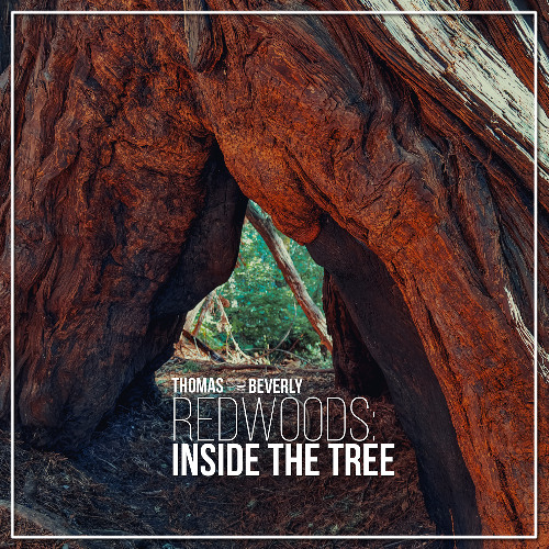 AM88 Redwoods: Inside the Tree