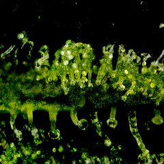 Shake of the Trichome Heads