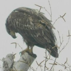 Where Do The Birds Go?