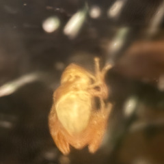 Spring Peepers 24 April 2025