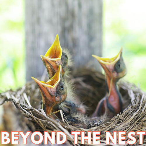 BEYOND THE NEST