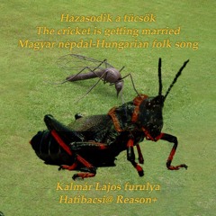 Házasodik a tücsök-The cricket is getting married