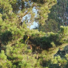 MUSIC SOUNDS BETTER WITH YOU (GRAPEYYY REMIX)