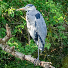 Dusk at the Heronry