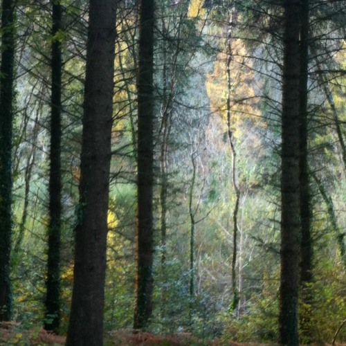 The Forest A Balaphon