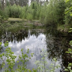 Mallard morning in my favourite pond