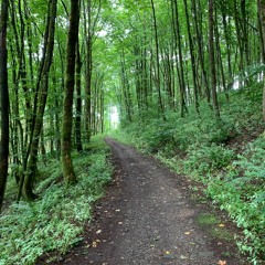 A Walk In The Woods (Daylight Mix)