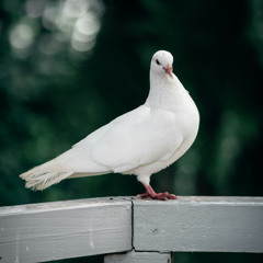 Peace