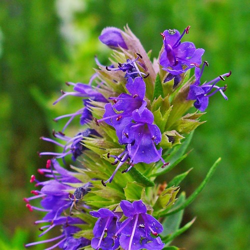 【UTAU音源配布】 Alice 【キラノ  HYSSOP】