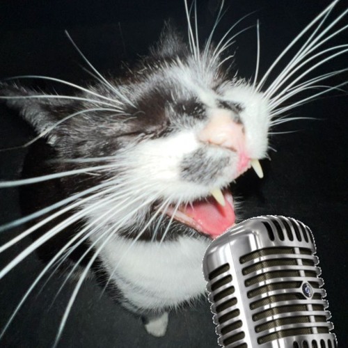 WEEK 77 - 20250126 in a sentimental meowd