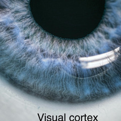 visual cortex
