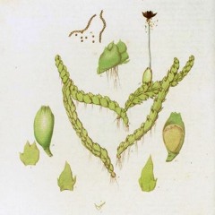 HK_Fantaisies_tracks_312