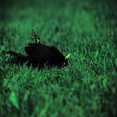 Dead Bird