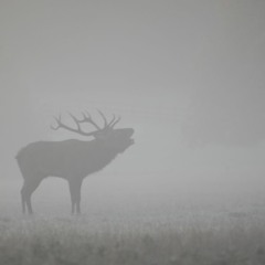 Stately Royal Mile In The Mist