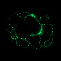 Pamp Wulf - KBC Void