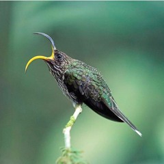 Hummingbird