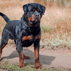 rottweiler Mirrstaxx produced by Trevor On Da Track