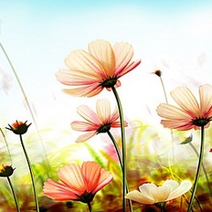 Sonoma Coast written by David Flynn