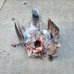 cinematic-noise-26-september-2024