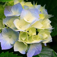 王艷薇Evangeline_其實我們都忘了_Already_Forgotten.m4a