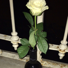 Rosa Blanca
