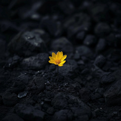 Needle in Darkness
