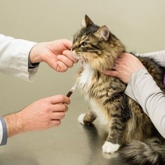 the_cat_is_having_a_blood_test