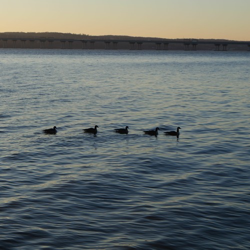 ducks in a row
