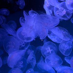 Roman Widera @ LaFamuehlia 2025