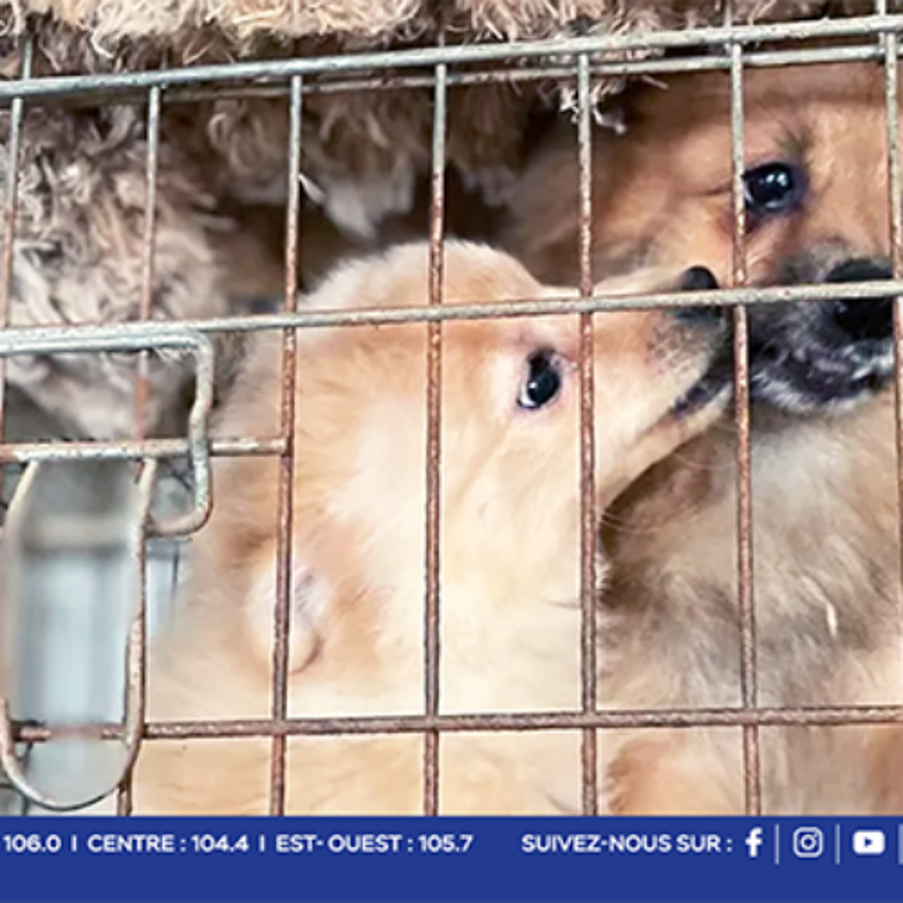 Pailles : 14 chiens saisis dans une affaire de maltraitance et d’élevage illégal