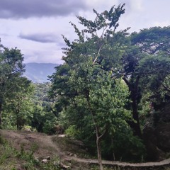 Sunday in the Forest