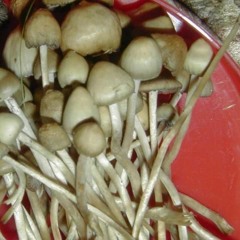 Бухаю Алкоголь