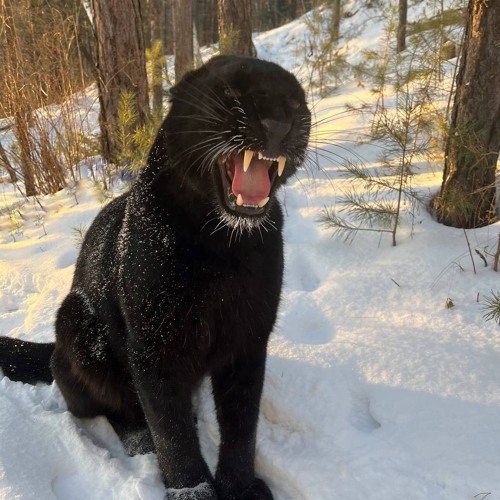 freestyle type shit 1