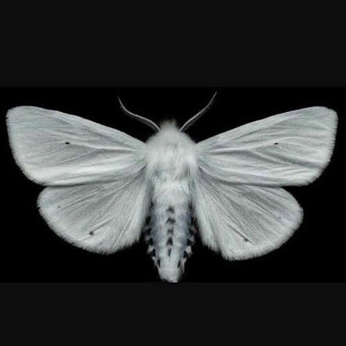 hindwing