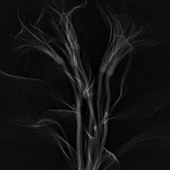 MOIRÉ-À l'ombre